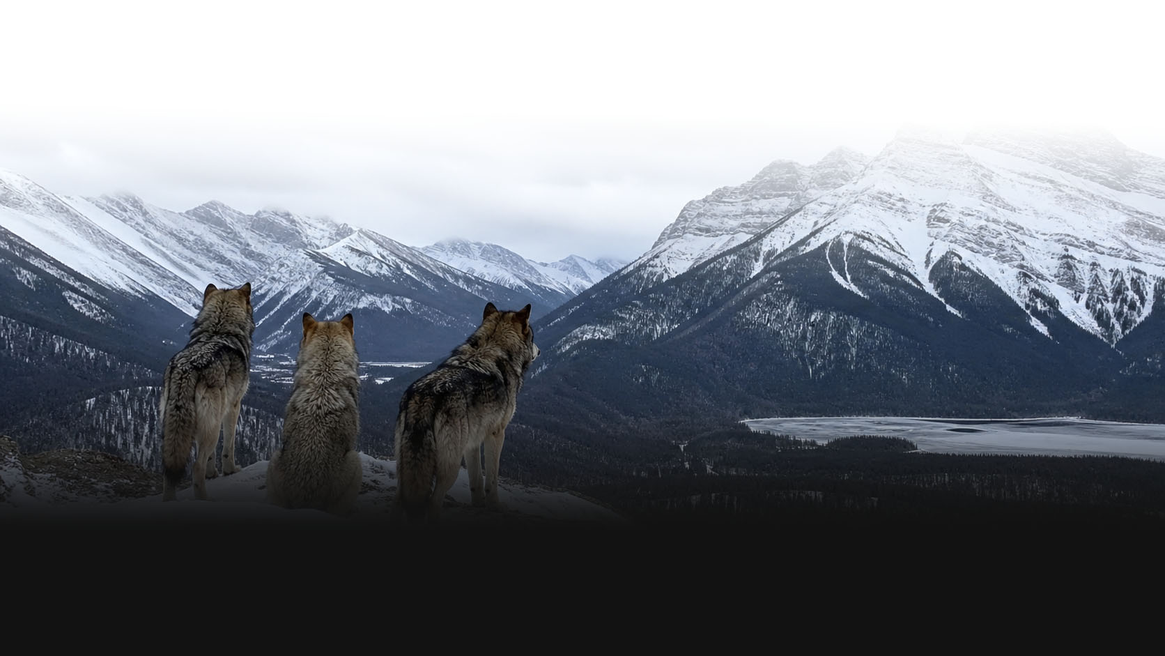 Three wolves standing on a mountain with snow-capped peaks in the background