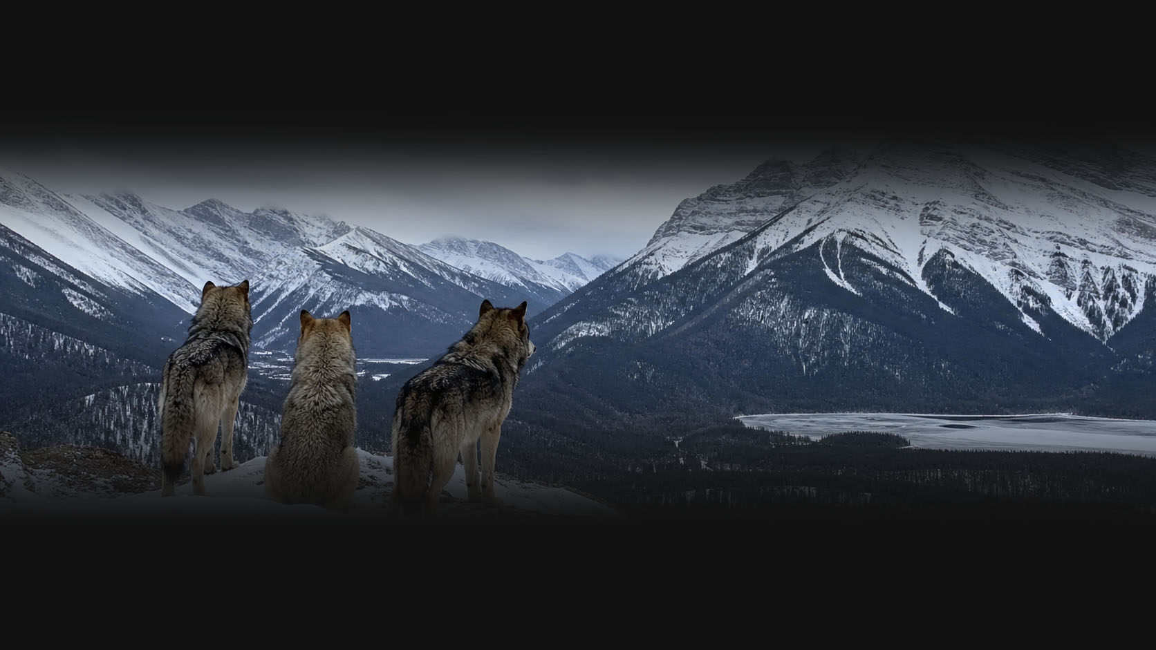 Three wolves standing on a mountain with snow-capped peaks in the background